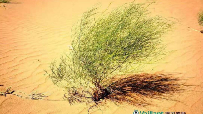 當(dāng)SEE遇到SEEDS，“1億棵梭梭”公益項(xiàng)目獲威能認(rèn)捐